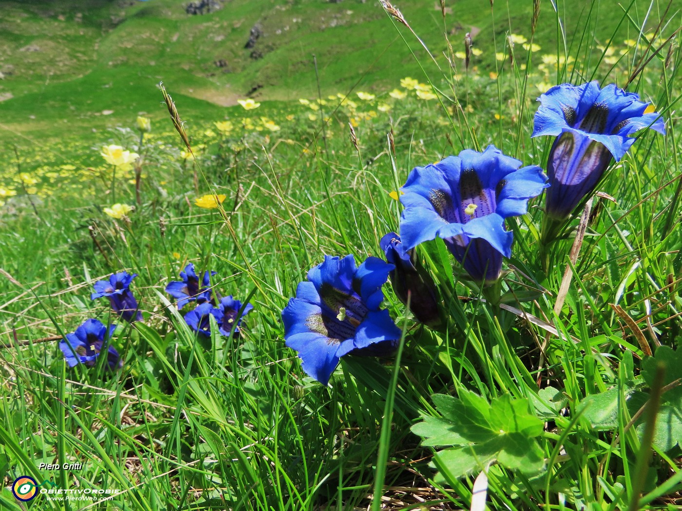 05 Gentiana acaulis (Genziana di Koch) .JPG